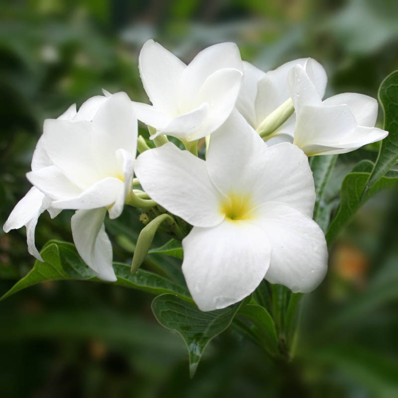 photo "***" tags: nature, macro and close-up, flowers