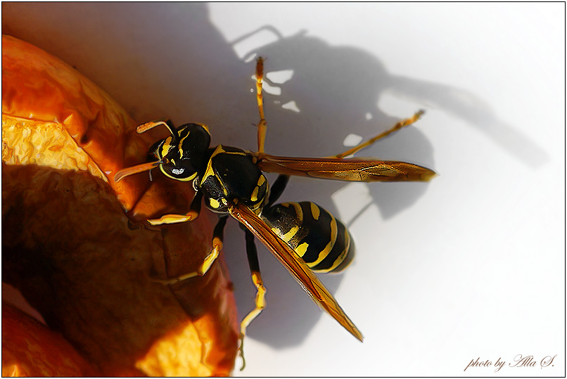 photo "***" tags: nature, macro and close-up, insect