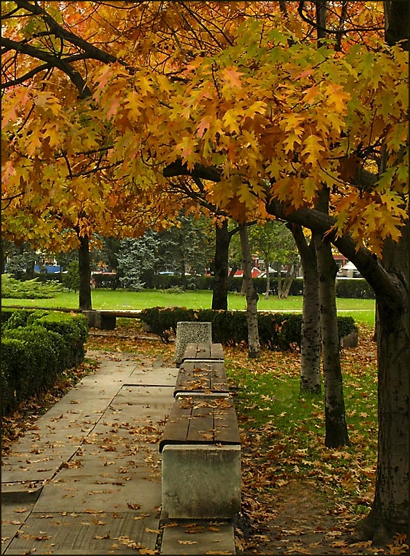 photo "Golden Canopy" tags: landscape, autumn