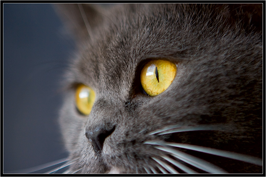 фото "CAT" метки: природа, домашние животные
