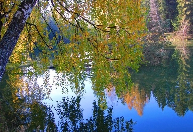 фото "Очарованная осень" метки: пейзаж, лес, осень