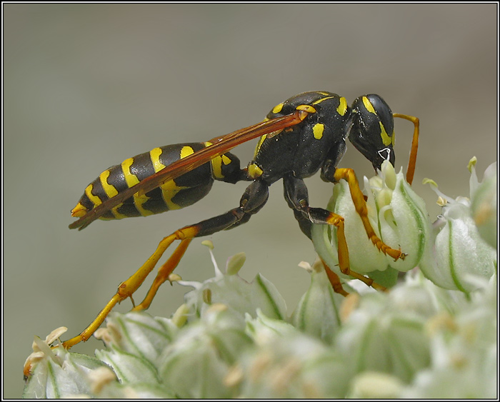 photo "***" tags: nature, macro and close-up, insect