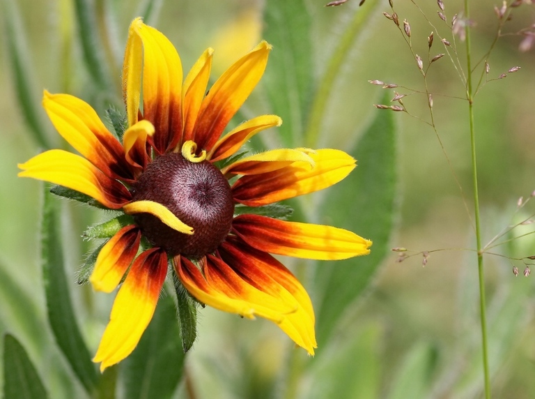 photo "***" tags: nature, flowers