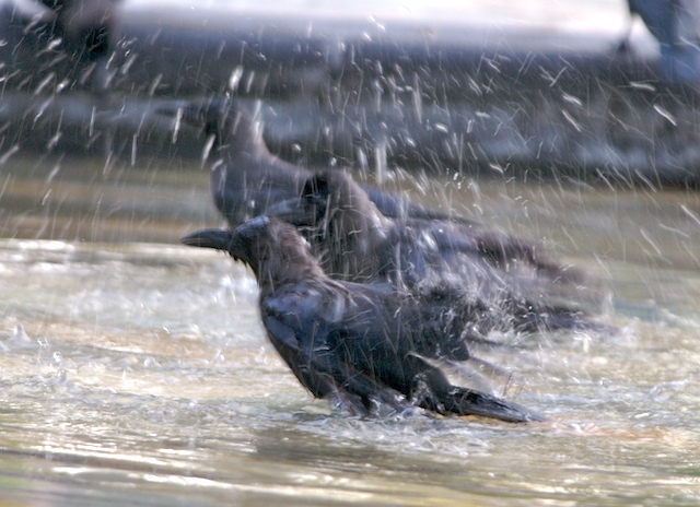 фото "банный день" метки: природа, дикие животные