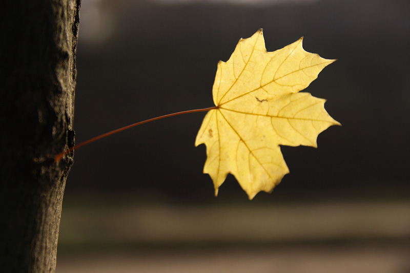 фото "Желтый лист кленовый" метки: природа, цветы
