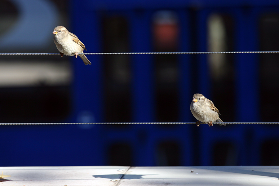 фото "SOL & MI" метки: разное, 