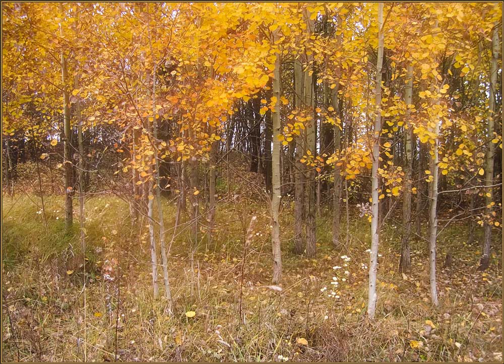 фото "Кусочек осени" метки: пейзаж, осень