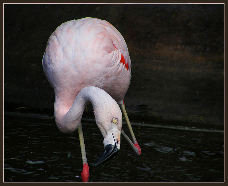 photo "Pink !" tags: nature, travel, Europe, wild animals