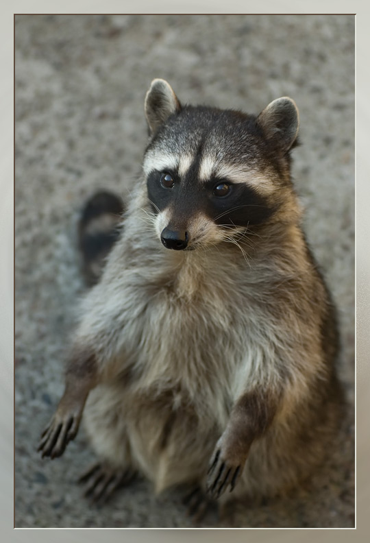 photo "Raccoon" tags: nature, wild animals