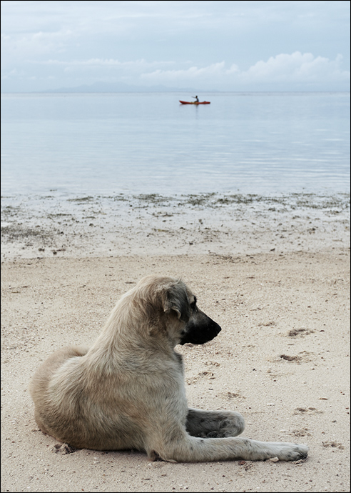 фото "собака" метки: разное, 