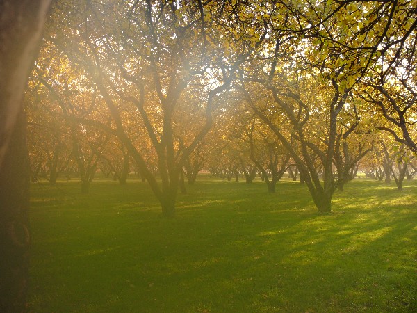 photo "***" tags: landscape, autumn