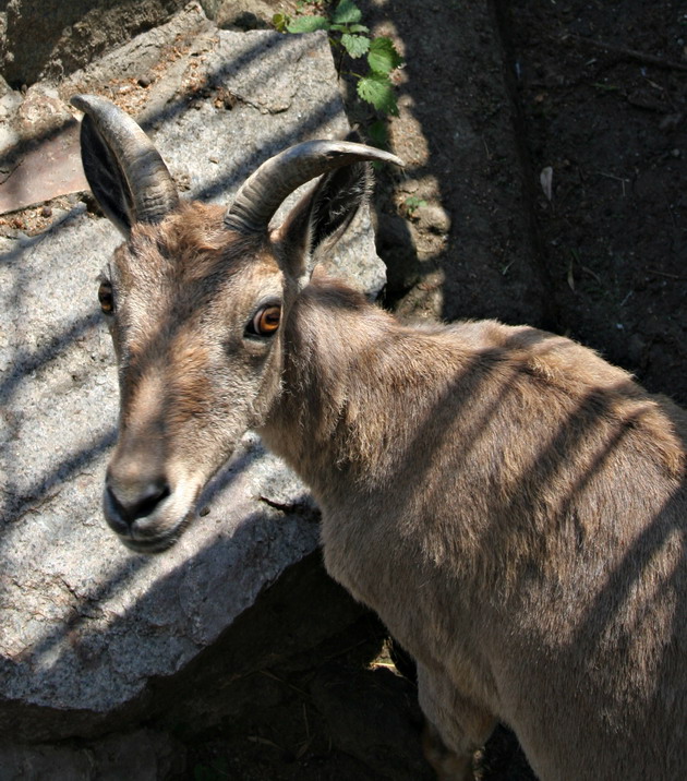 photo "***" tags: nature, portrait, wild animals