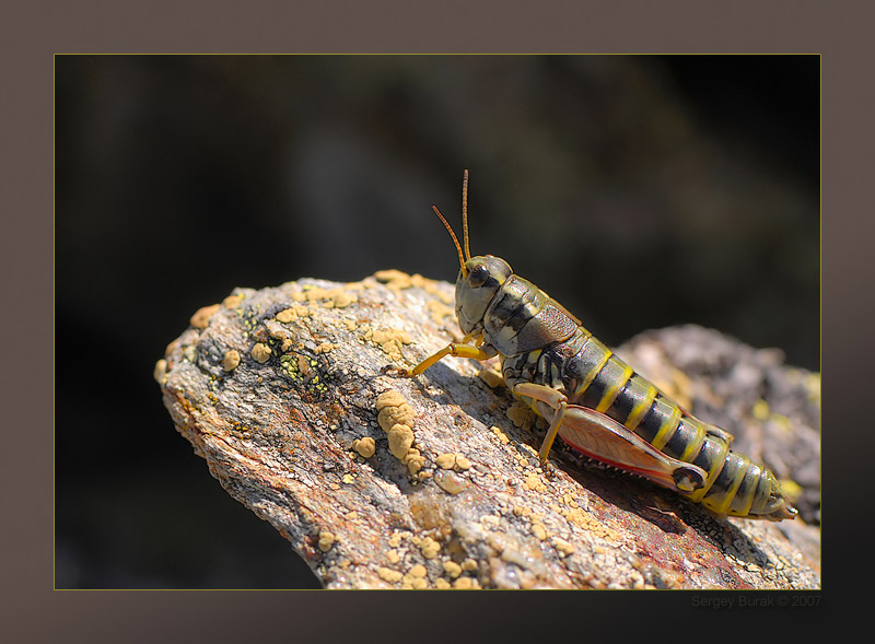 photo "Podisma pedestris" tags: macro and close-up, nature, insect