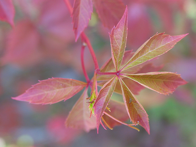 photo "***" tags: nature, flowers