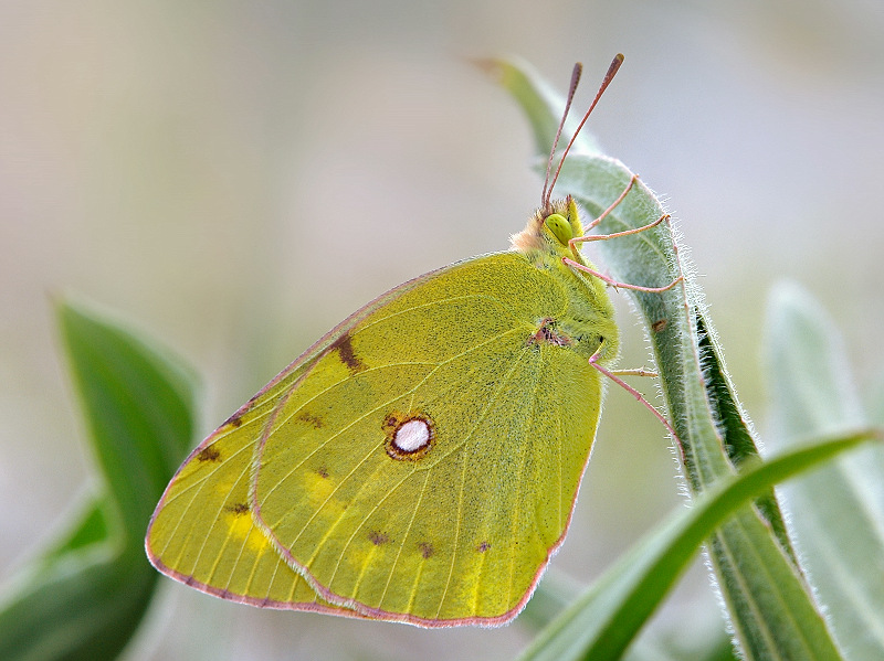 photo "***" tags: macro and close-up, 