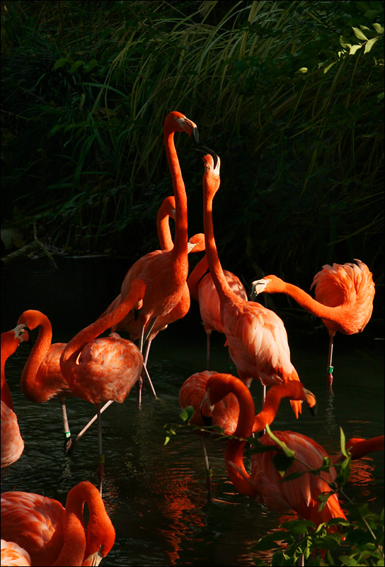 photo "Matchmaking" tags: nature, travel, North America, wild animals