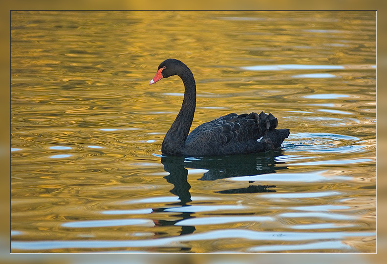 photo "Black swan on an autumn water" tags: nature, wild animals