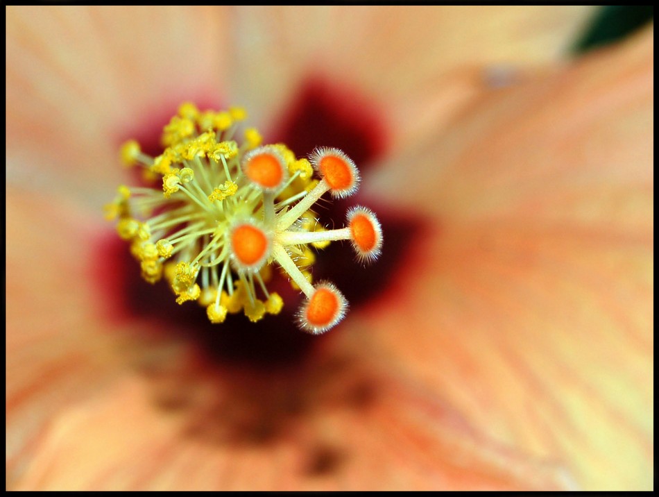 photo "***" tags: nature, macro and close-up, flowers