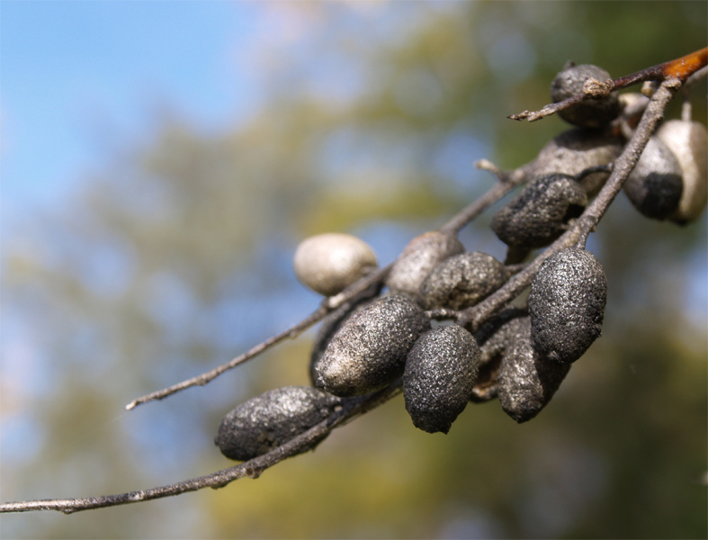 photo "***" tags: macro and close-up, 