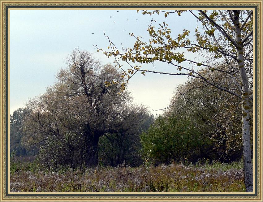 photo "Autumn for the Nightingale - robber." tags: landscape, autumn