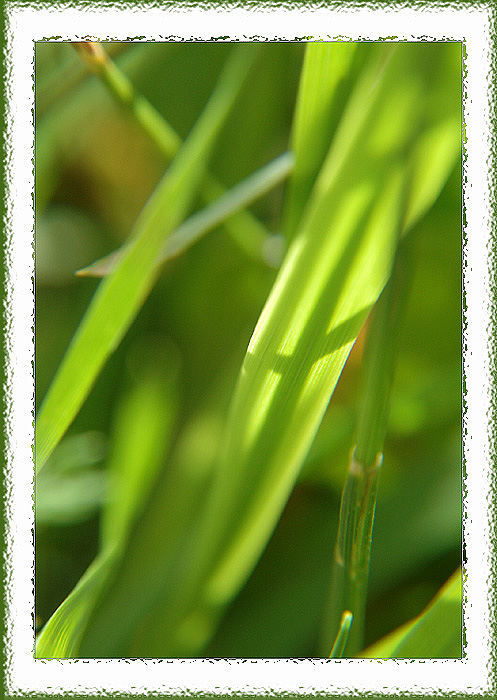 photo "***" tags: macro and close-up, 