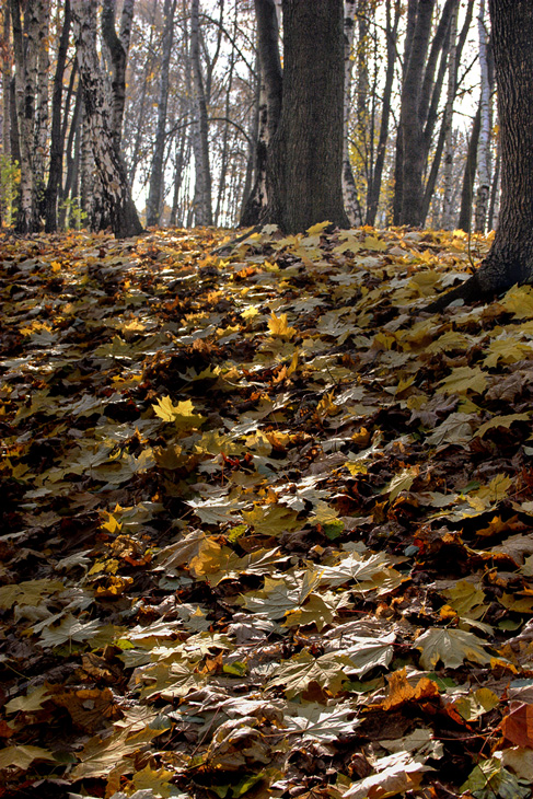 photo "On a wood..." tags: landscape, autumn