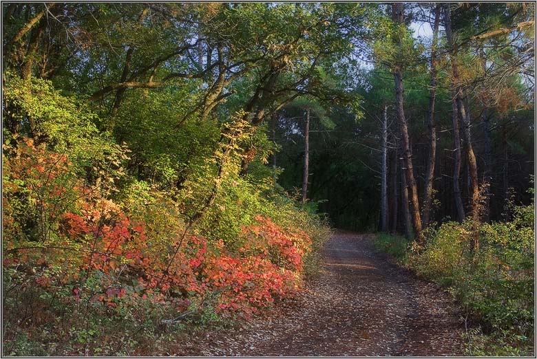 photo "***" tags: landscape, forest