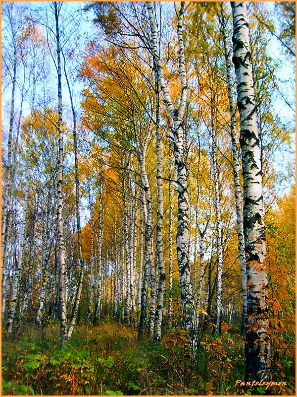 фото "березки осенью" метки: пейзаж, осень