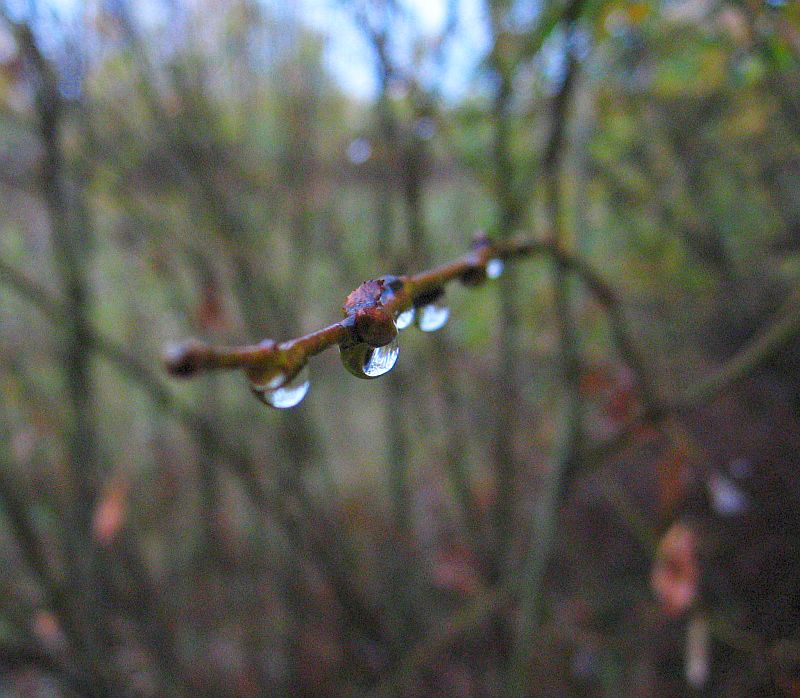 photo "***" tags: landscape, forest