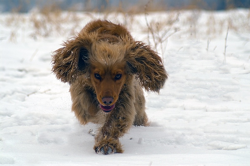 photo "***" tags: nature, pets/farm animals