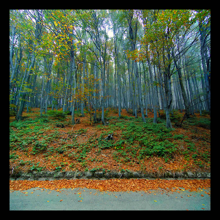 photo "Autumn Wood" tags: landscape, travel, Europe, forest