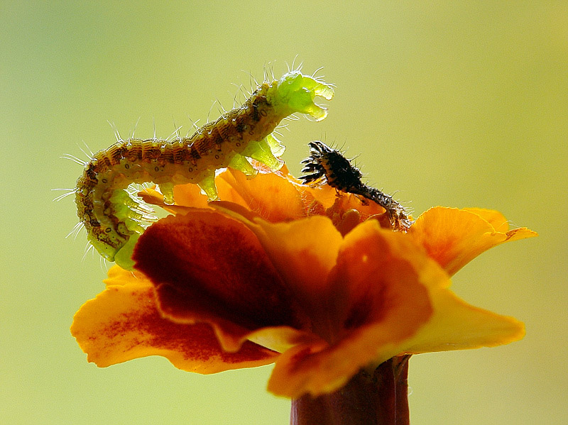 photo "***" tags: macro and close-up, 