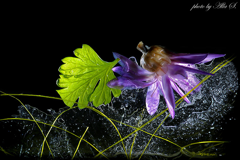 фото "Взявшись за руки , удержаться  на  кромке льда" метки: макро и крупный план, природа, цветы