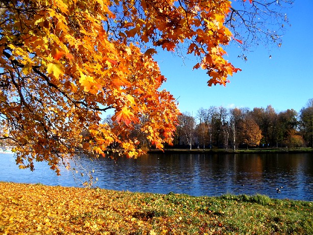 photo "gold and blue autumn" tags: landscape, autumn