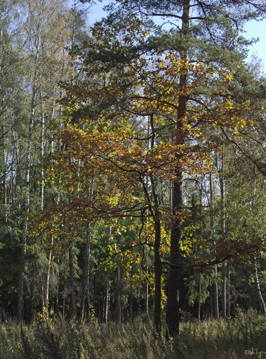 photo "***" tags: landscape, autumn, forest