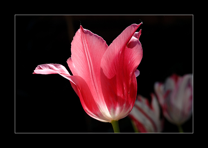 фото "На сцене" метки: природа, макро и крупный план, цветы