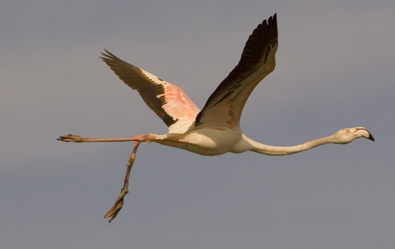 фото "Misfortune Flamingo" метки: природа, дикие животные