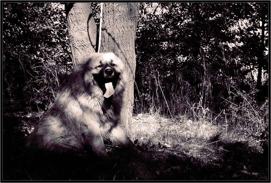 фото "Нокс" метки: природа, жанр, домашние животные