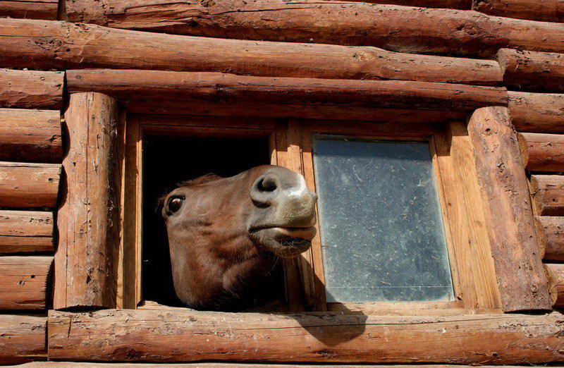 photo "what is outside..." tags: portrait, nature, pets/farm animals