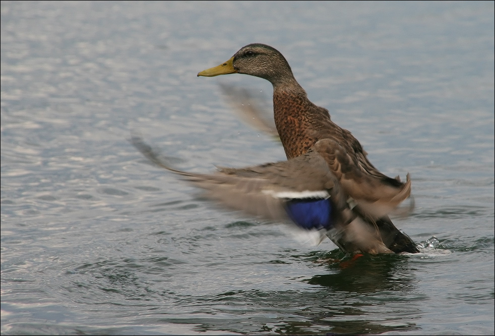 photo "***" tags: nature, wild animals