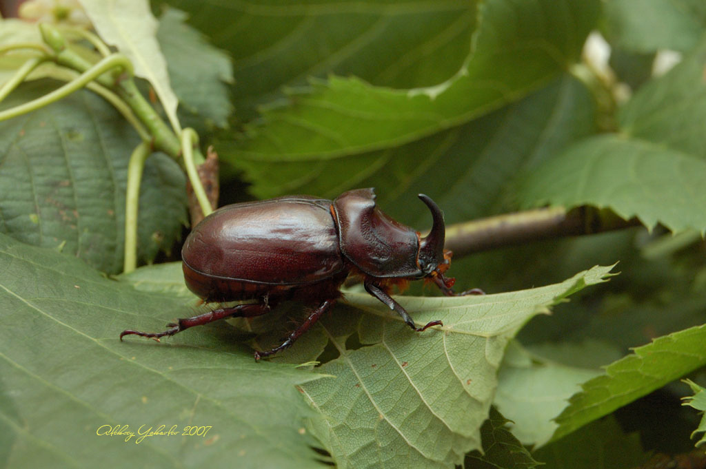 фото "Носорог" метки: природа, макро и крупный план, насекомое