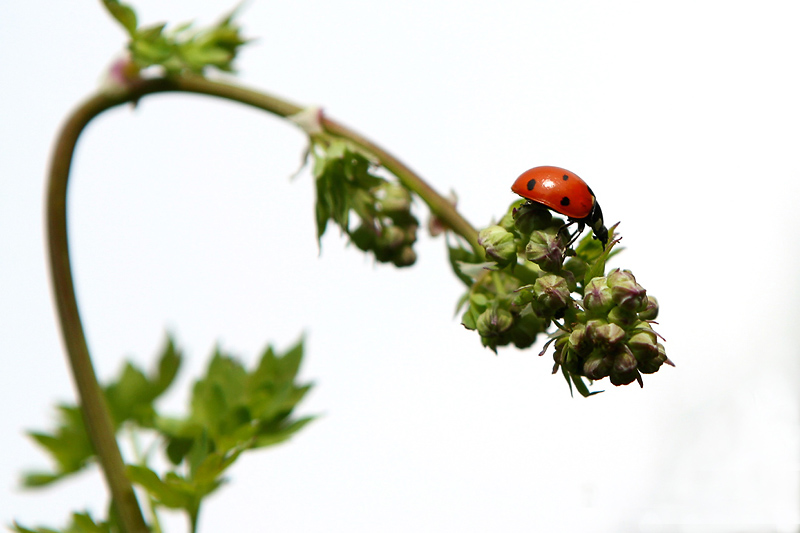 photo "***" tags: nature, insect