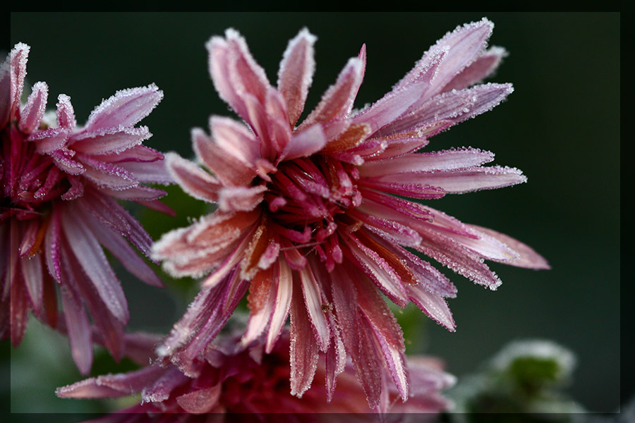 фото "Скоро зима" метки: макро и крупный план, природа, цветы