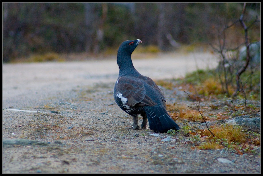 photo "***" tags: nature, wild animals