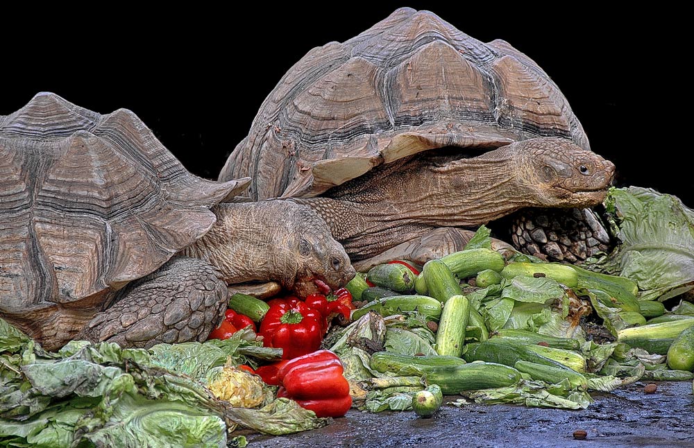 photo "Breakfast of Giants" tags: nature, travel, wild animals