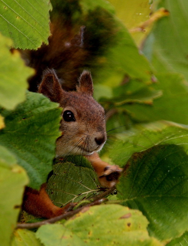 photo "***" tags: nature, wild animals