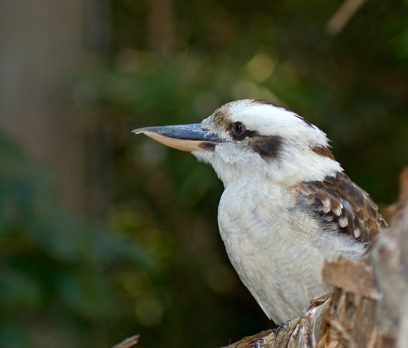 photo "***" tags: nature, wild animals