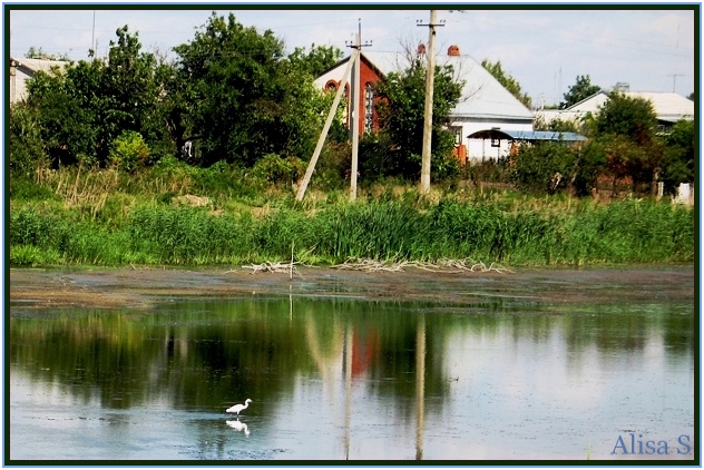 photo "Одинокая цапля." tags: landscape, water, Живое