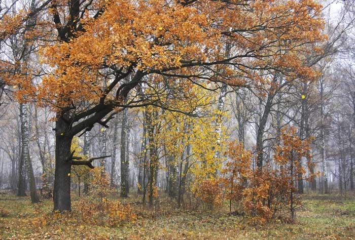 photo "Octorer" tags: landscape, autumn