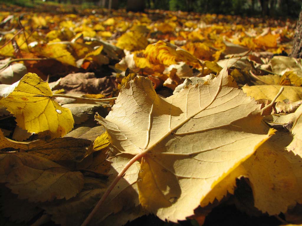 photo "***" tags: landscape, autumn